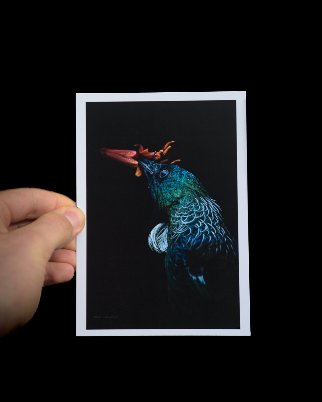 Black Tui Wildlife Postcard - New Zealand Bird Photography